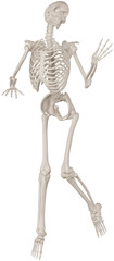 skeleton posing 3d render illustration with transparent background