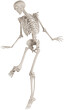 © dada_design - skeleton posing 3d render illustration with transparent background