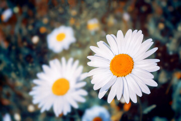 Wall Mural - White bright daisy flowers on a background of the summer landscape.