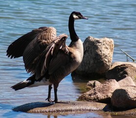 Sticker - Canada goose standing on a rock by the water with wings spread open.