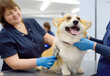 © Maria Sbytova - Two female groomers take care of the fur of a cute corgi dog using special combs and tools. Appointment at the veterinary clinic. Professional pet care. Dog grooming salon.