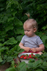 Wall Mural - little girl eating strawberries in the garden. Selective focus