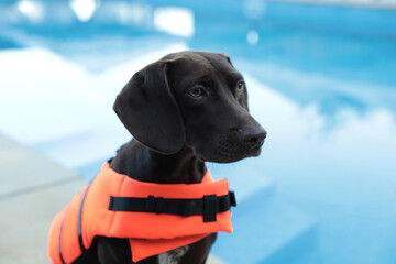 Wall Mural - Dog rescuer in life vest near swimming pool outdoors, closeup