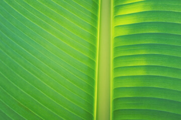 Wall Mural - Closeup nature view of green fresh banana leaf on sunlight using as background concept