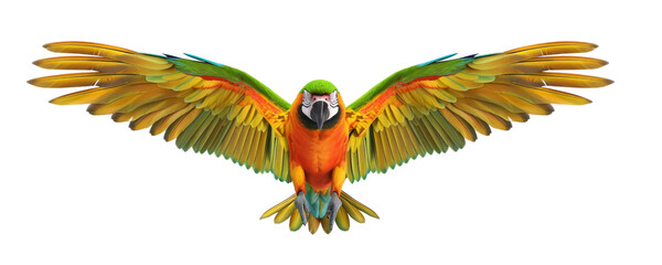 realistic an parrot colorfull is descending with its wings open with a front view, isolated on transparent png background