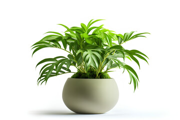 Plant in pot. Green plant isolated on white background. PNG file with transparent background also available. Cutout foliage in a stone plant pot.