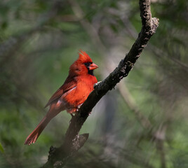 Wall Mural - Sunlit Male Northern Cardinal closeup perching on a branch in a dark forest (Cardinalis cardinalis)