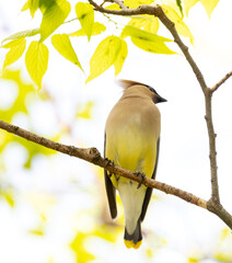 Wall Mural - Cedar Waxwing closeup on a branch in a forest in Pelee National Park Ontario