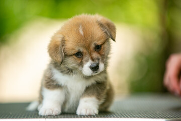 cute corgi puppy