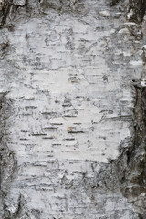 Common birch bark detail