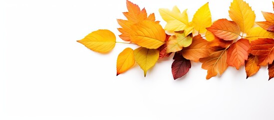 Fototapete - Various leaves in a cluster, captured up close on a clean white backdrop. with copy space image. Place for adding text or design
