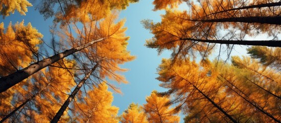 Aufkleber - Pine trees in the forest during autumn, displaying a vibrant foliage of yellow and red leaves. with copy space image. Place for adding text or design