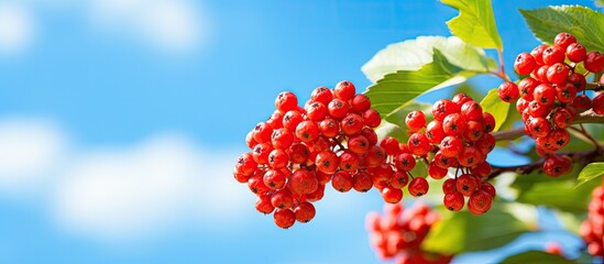Poster - Vivid red berries stand out against lush green foliage on a tree, creating a picturesque scene. with copy space image. Place for adding text or design