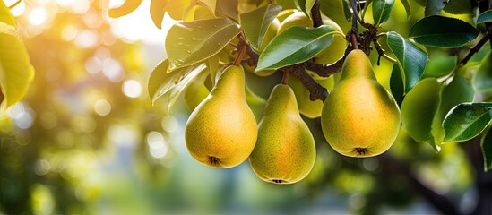 Fototapete - Ripe pears clustered on branches in an orchard. with copy space image. Place for adding text or design