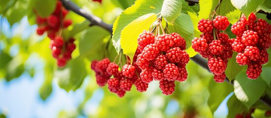 Fototapete - Ripe red mulberry balls hanging from the tree branches. with copy space image. Place for adding text or design