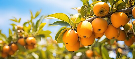 Fototapete - Abundant orange fruits dangle from branches of a leafy tree, showcasing a bountiful harvest in a lush orchard setting. with copy space image. Place for adding text or design