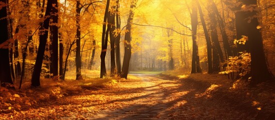 Fototapete - Sunbeams of autumn sunshine gently filter through the trees in the forest creating a warm and inviting glow. with copy space image. Place for adding text or design