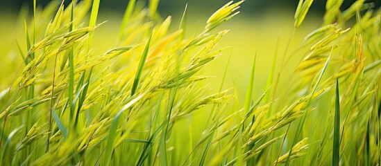Aufkleber - Lush green rice plants in the field with varied leaves and seeds, surrounded by water. with copy space image. Place for adding text or design