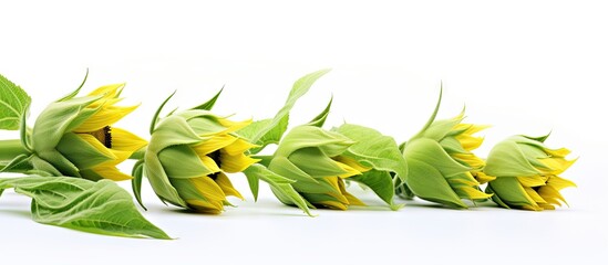 Aufkleber - Row of uniform sunflowers lined up neatly, isolated singular sunflower bud on white background. with copy space image. Place for adding text or design