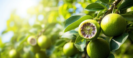 Fototapete - A vivid green fruit is hanging from a tree surrounded by lush leaves. with copy space image. Place for adding text or design
