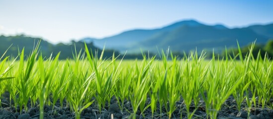 Aufkleber - Lush green grass covers the field, with majestic mountains in the distance. with copy space image. Place for adding text or design