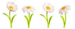© Yuliia Osadcha - Daisy plastic flower with white petals, green stem and leaf in different angles of view cartoon icon 3d render illustration. Chamomile bubble bloom for spring and summer design. Glossy balloon blossom