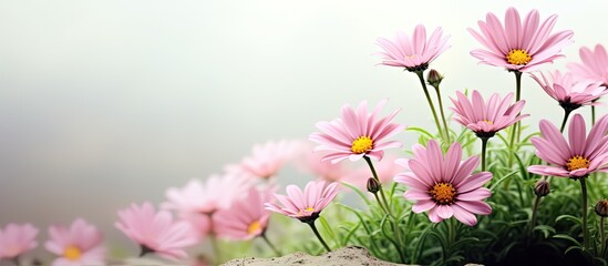 Aufkleber - Pink daisies in Ecology, blooming beautifully from a rocky surface amid greenery. with copy space image. Place for adding text or design