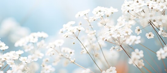 Fototapete - A collection of white flowers arranged in a transparent glass vase, creating a delicate and elegant display. with copy space image. Place for adding text or design