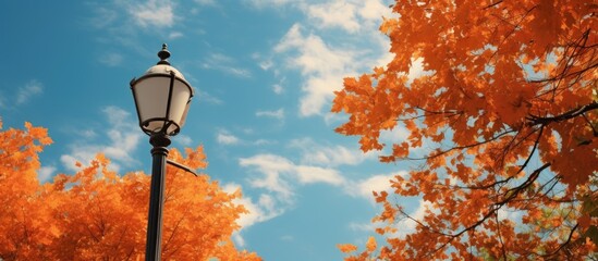 Fototapete - Silhouette of a tree against the sky with a street light in the foreground. with copy space image. Place for adding text or design