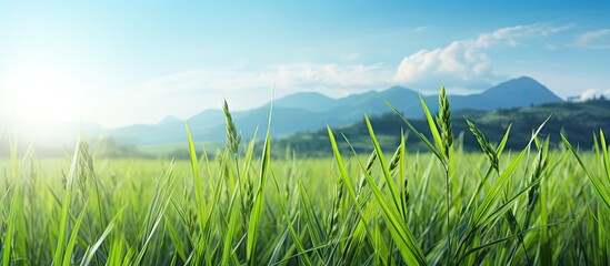 Aufkleber - Rice plants in the verdant fields are showcasing vigorous growth against a backdrop of majestic mountains. with copy space image. Place for adding text or design