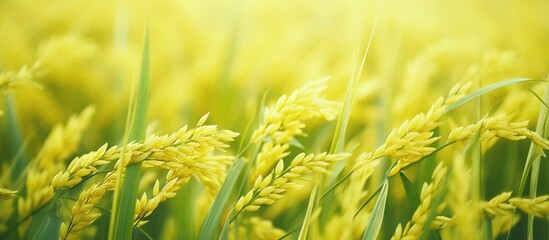 Poster - Lush green rice plants adorn the landscape with vibrant yellow and green leaves and seeds, set against a backdrop of water. with copy space image. Place for adding text or design