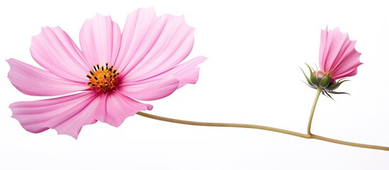 Aufkleber - Vibrant pink flower showcased on a slender stem set against a clean white background, emphasizing simplicity and elegance. with copy space image. Place for adding text or design