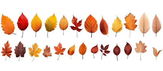 Aufkleber - Variety of colorful autumn leaves up close in a beautiful collection isolated on a white background using advanced technology. with copy space image. Place for adding text or design
