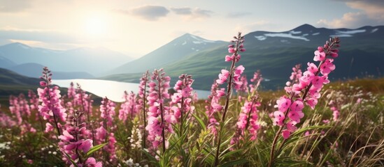 Aufkleber - Purple flowers bloom in the foreground of a serene mountain lake with a majestic backdrop of peaks. with copy space image. Place for adding text or design