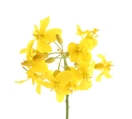 Wall Mural - Beautiful yellow rapeseed flowers isolated on white