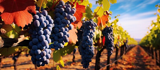 Fototapete - Clusters of ripe grapes hanging from vines surrounded by green foliage in a vineyard preparing for autumn harvest. with copy space image. Place for adding text or design