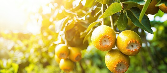 Fototapete - Numerous ripe lemons basking in sunlight on a tree, alongside a vibrant passion fruit plantation showcasing close-up fruits. with copy space image. Place for adding text or design