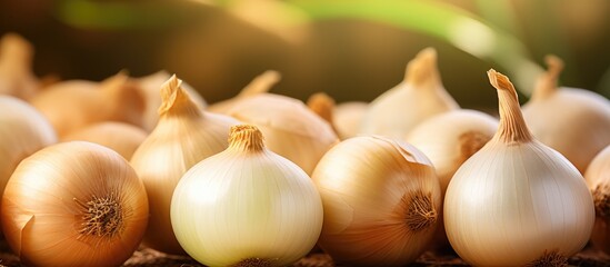 Aufkleber - Multiple onions neatly placed on a flat surface, showcasing fresh produce in a farming setting. with copy space image. Place for adding text or design