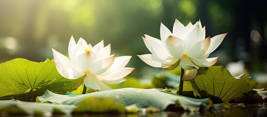 Aufkleber - Beautiful white lotus flowers blooming in a serene water setting on a sunny day. with copy space image. Place for adding text or design