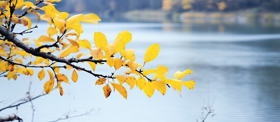Aufkleber - Twig showcasing vibrant yellow leaves set against a river backdrop under cloudy skies. with copy space image. Place for adding text or design