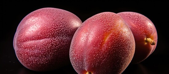 Poster - Glistening plums, covered in water droplets, rest on a dark surface. Pluots, a hybrid fruit of plum and apricot, also known as dinosaur eggs. with copy space image. Place for adding text or design