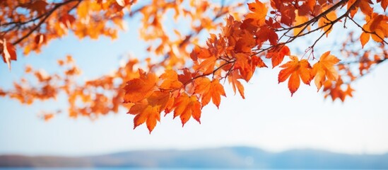 Poster - Tree with close-up of vibrant orange leaves during the autumn season. with copy space image. Place for adding text or design