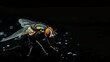 © The Little Hut - Flies diptera are small insects that are synonymous with garbage or bad smells Because the environment is garbage its no wonder this one insect can also cause various diseases : Generative AI