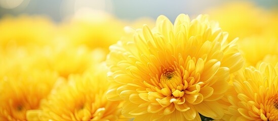 Fototapete - Vibrant yellow flowers displayed in a vase against a bold blue backdrop on a table. with copy space image. Place for adding text or design