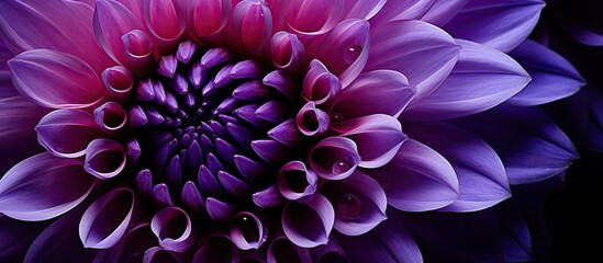 Poster - Close-up shot of a purple flower against a dark background, highlighting intricate details. with copy space image. Place for adding text or design