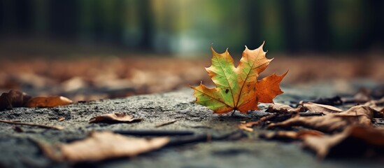 Aufkleber - Fallen leaf from trees lying on the ground in the midst of the forest. with copy space image. Place for adding text or design