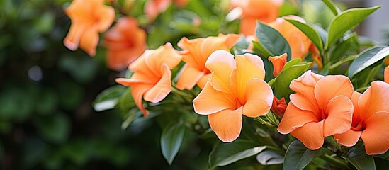 Poster - Vibrant orange Allamanda cathartica blooms stand out among green garden foliage in a beautiful display of color. with copy space image. Place for adding text or design