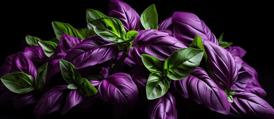 Aufkleber - A striking display of purple flowers with vibrant green leaves arranged on a dark black background. with copy space image. Place for adding text or design