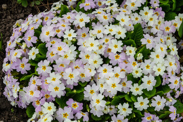 Wall Mural - Spring flowers. Blooming primrose or primula flowers in a garden