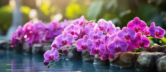 Leinwandbilder - Purple flowers arranged along pool's border create a vibrant display. with copy space image. Place for adding text or design